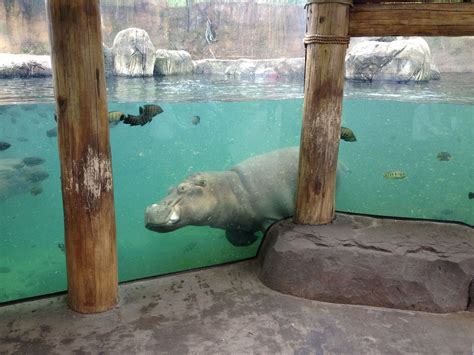 st louis zoo hours|Your guide to visiting the Saint Louis Zoo .